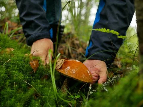 A man cuts a large white mushroom. Stock Photos