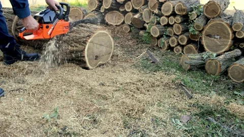 A man cuts logs with a chainsaw. Stock Footage 219732139
