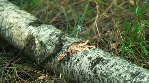 A man cuts a lying tree with an ax Stock Footage 158816437