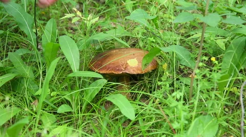 Man cuts mushroom in the forest Stock Footage 52174961