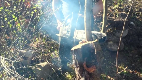 Man cuts off old branches on the tree using a saw. Stock Footage 194897939