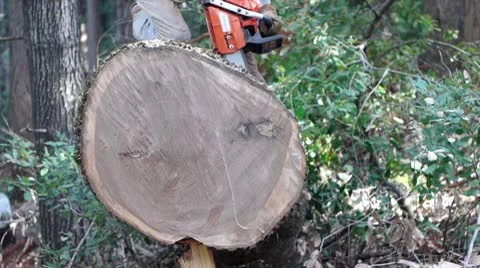 Man cuts round from large oak tree Stock Footage 8959947