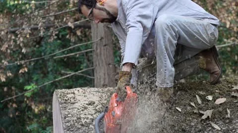 Man cuts round from large oak tree Stock Footage 8968177