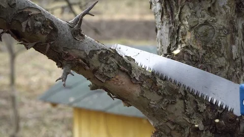A man cuts a thick branch from an old tree. Sawing a branch from a tree. Stock Footage 125808339