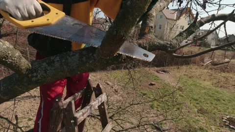A Man Cuts Off A Tree Branch Stock Footage 194360816