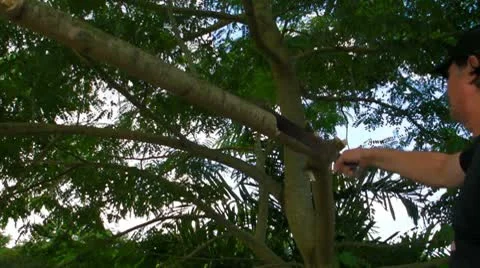 Man cuts tree branch with machete - deforestation - killing tree Stock Footage 8919004