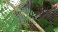 Man cuts tree branch with machete HD Footage
