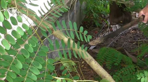 Man cuts tree branch with machete Stock Footage 8929045