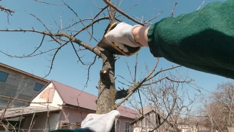 A Man Cuts A Tree Branch Slow Motion Stock Footage 194568468
