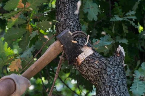 Man cuts a tree brunch Stock Photos