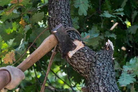 Man cuts a tree brunch Stock Photos