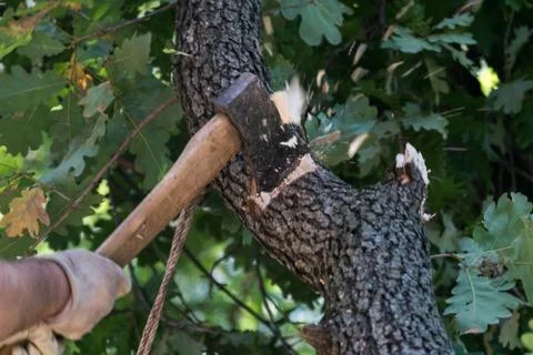 Man cuts a tree brunch Stock Photos