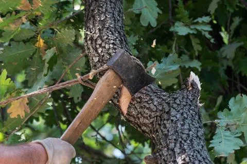 Man cuts a tree brunch Stock Photos