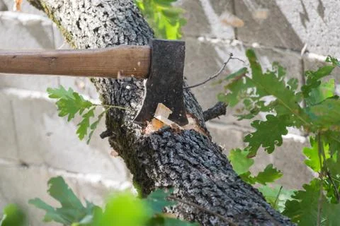 Man cuts a tree brunch Stock Photos
