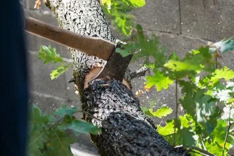 Man cuts a tree brunch Stock Photos