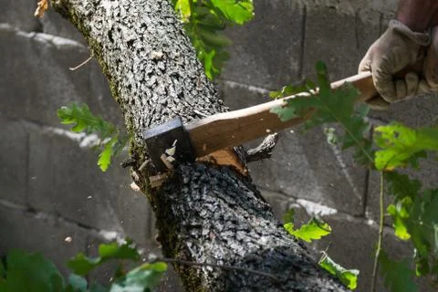 Man cuts a tree brunch Stock Photos