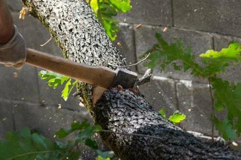 Man cuts a tree brunch Stock Photos