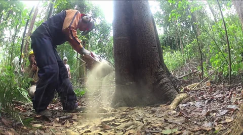 Man cuts tree with a chainsaw in Amazon Stock Footage 30617497