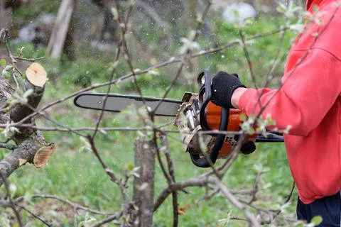 A man cuts a tree with a chainsaw. Pruning trees. Stock Photos