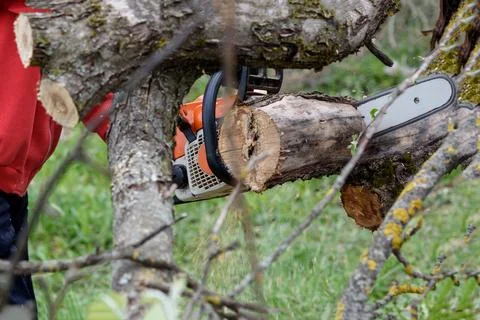 A man cuts a tree with a chainsaw. Pruning trees. Stock Photos