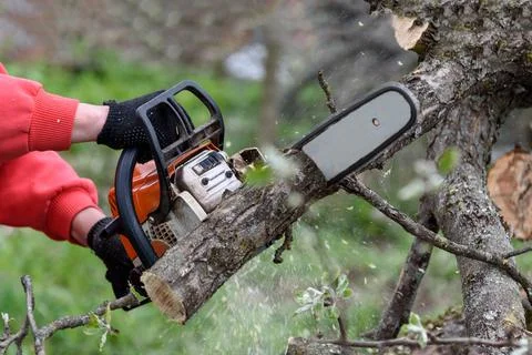 A man cuts a tree with a chainsaw. Pruning trees. Stock Photos