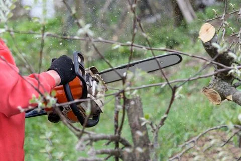 A man cuts a tree with a chainsaw. Pruning trees. Stock Photos