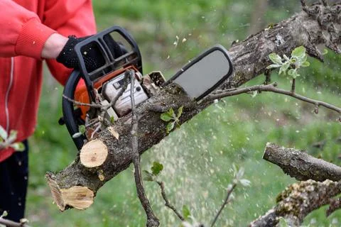 A man cuts a tree with a chainsaw. Pruning trees. Stock Photos