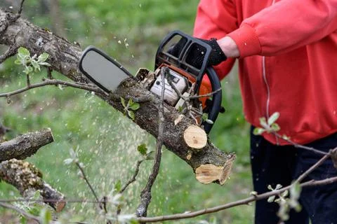 A man cuts a tree with a chainsaw. Pruning trees. Stock Photos