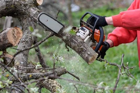 A man cuts a tree with a chainsaw. Pruning trees. Stock Photos