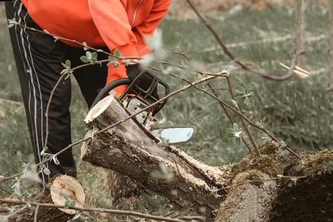A man cuts a tree with a chainsaw. Pruning trees. Stock Photos