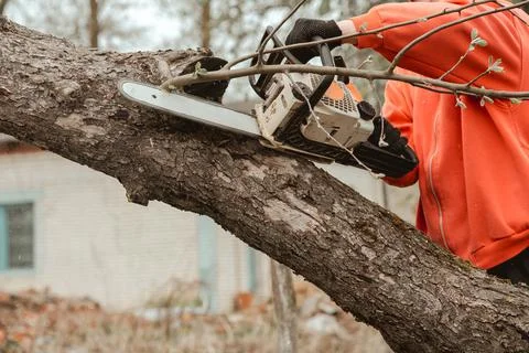 A man cuts a tree with a chainsaw. Pruning trees. Stock Photos