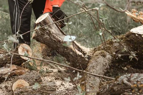 A man cuts a tree with a chainsaw. Pruning trees. Stock Photos