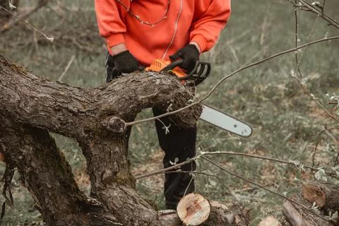 A man cuts a tree with a chainsaw. Pruning trees. Stock Photos