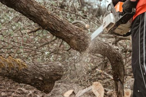 A man cuts a tree with a chainsaw. Pruning trees. Stock Photos