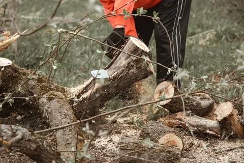 A man cuts a tree with a chainsaw. Pruning trees. Stock Photos