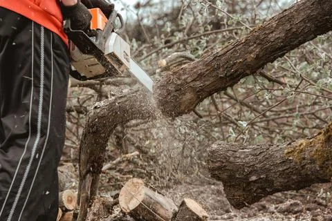 A man cuts a tree with a chainsaw. Pruning trees. Stock Photos
