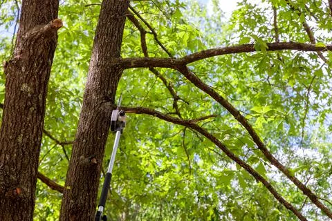 A man cuts a tree with a chainsaw in pruning trees Stock-Fotos