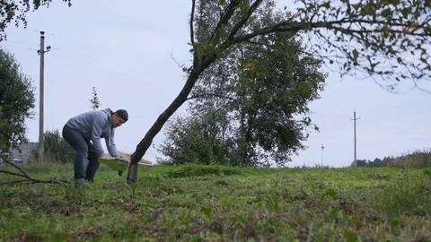 A man cuts a tree with an electric saw. The tree falls on the camera. Stock Footage 120731073