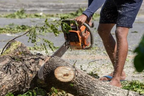 Man cuts tree felling tree with chainsaw. Stock Photos