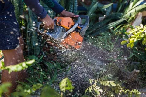 Man cuts tree felling tree with chainsaw. Stock Photos