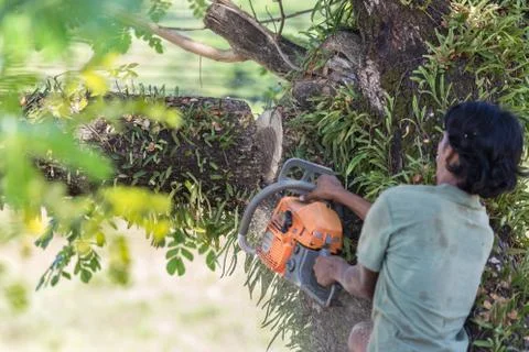Man cuts tree felling tree with chainsaw. Stock Photos