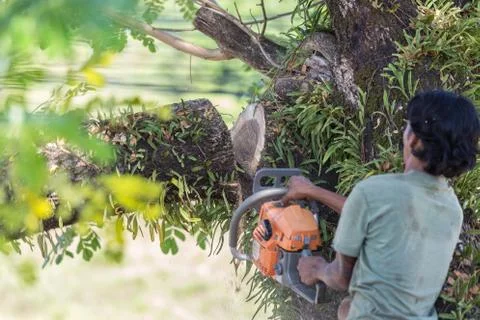 Man cuts tree felling tree with chainsaw. Stock Photos