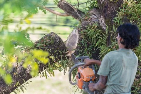 Man cuts tree felling tree with chainsaw. Stock Photos