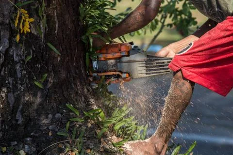 Man cuts tree felling tree with chainsaw. Stock Photos