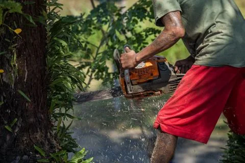 Man cuts tree felling tree with chainsaw. Stock Photos
