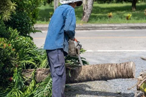 Man cuts tree felling tree with chainsaw. Stock Photos