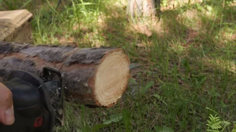 Man cuts tree in half with an electric saw. Wood cuts smoothly, demonstrating Stock Footage 279063660