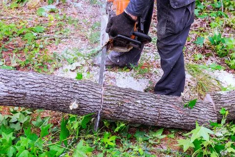 Man cuts a tree trunk with chainsaw in forested area after tornado work Stock Photos