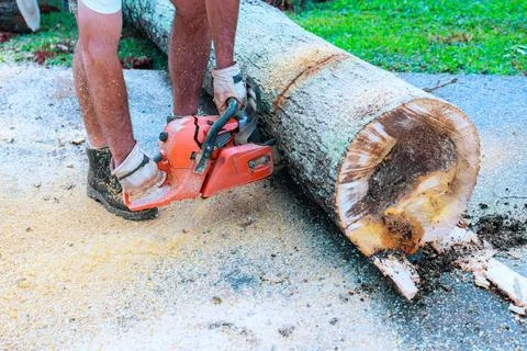 Man cuts tree trunk with chainsaw in backyard during daylight Stock Photos