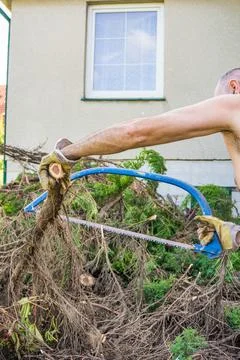 A man cuts a tree trunk with a hand saw Stock Photos